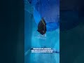 JANGAN PANIK KALO IKAN KENA WHITE SPOT! #ikanlaut #ikanairlaut #anglefish #nanotank #reeftank