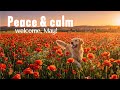 Positive & Calm Music 24/7 🌿 Relaxing Music for Stress Relief, Focus & Inner Peace