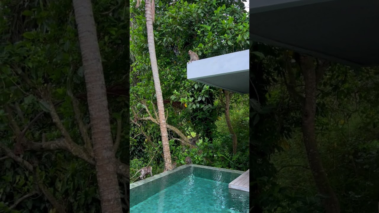 Luxurious Morning Coffee in Bali's Natural Paradise" 