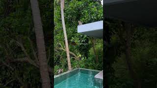 Luxurious Morning Coffee in Bali's Natural Paradise" #shortvideo #travel #asia   #bali