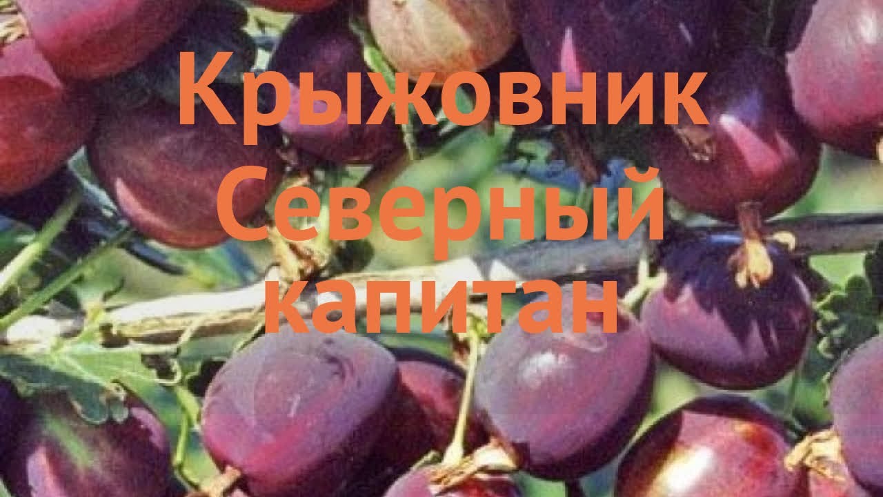 Крыжовник обыкновенная Северный капитан ?? обзор: как сажать, саженцы ...