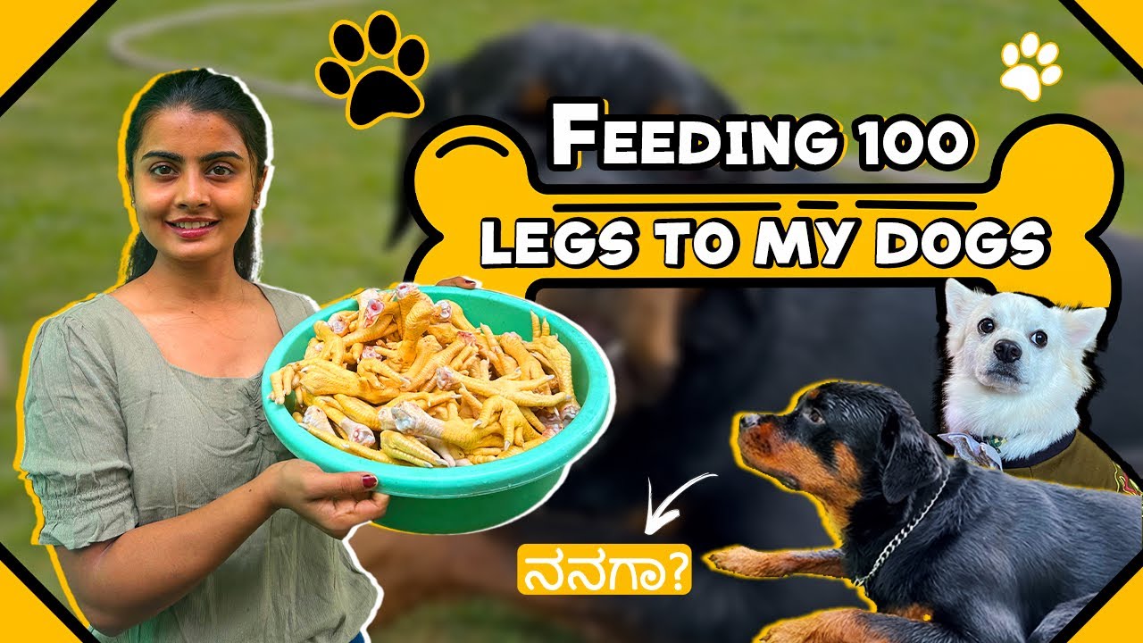 |Feeding My Dogs 🐶| 100 ಕಾಲುಗಳು 😦 |ಗುಂಡ & ಚಂಪು Full Batting|