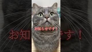 お知らせがあります！#shorts #インターペット東京2026 #pr