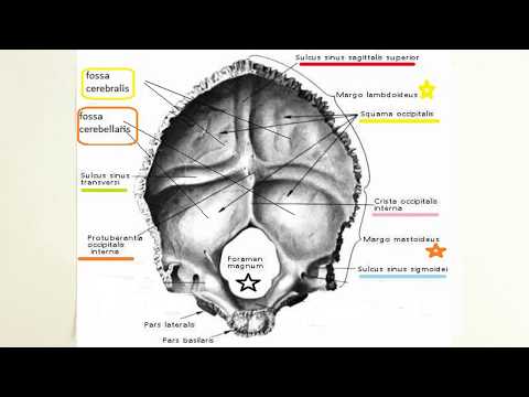 ANATOMİ-12.KONU-Cranium-( Oksipital Kemik )