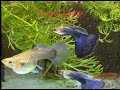 Step by Step Guide to Successfully Raise Fancy Guppies