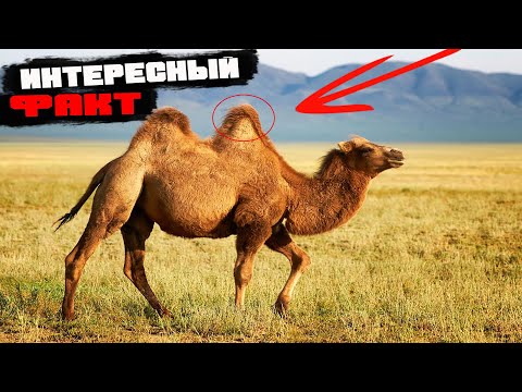 ПОЧЕМУ ВЕРБЛЮД ГОРБАТЫЙ | почему верблюды плюются