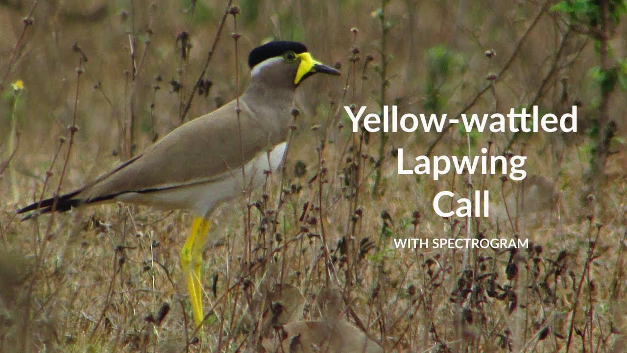 Yellow-wattled Lapwing Call with Spectrogram | Bengali Name হলদে লতিকা ...