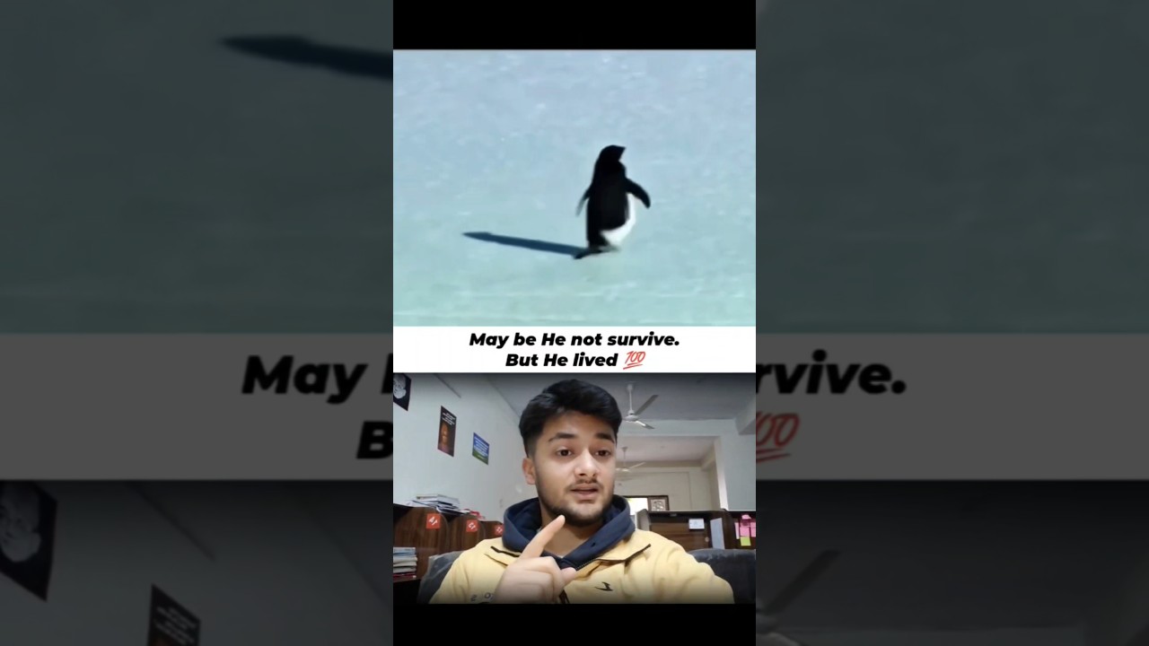 Penguin Viral Video🔥 