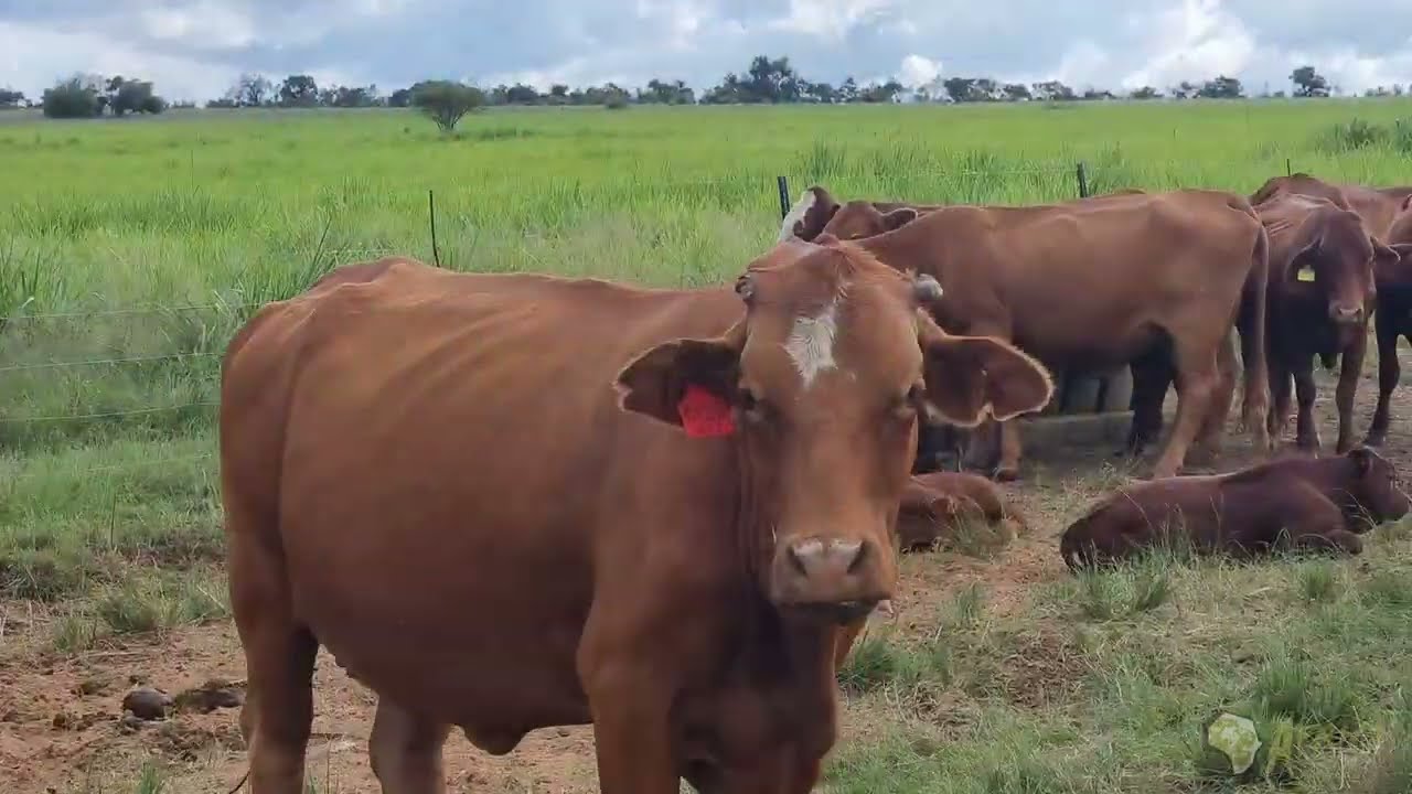 1060ha Cattle Stud Farm for Sale