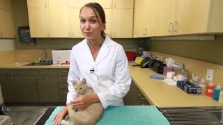 How to Make Kittens Friendly : Kittens & Cat Care