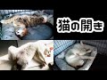 これがうちの猫の開きです