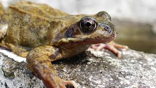 Rahatlatıcı I Kurbağa , Ördek , Yarasa  Sesleri - Relaxing I Frog , Duck , Bat Sounds - Youtube