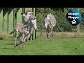 Zebra Mum Protects 3 Week Old Foal
