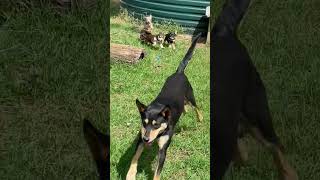 Liv and Gibson pups6 wks by karmkelpies 453 views 5 months ago 1 minute, 42 seconds