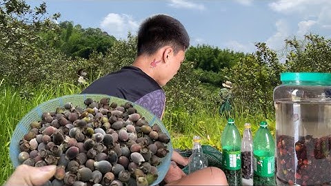 Cùng Với Cậu Lên Rừng Hái Sim Rừng Chín Về Ngâm Rượu | TâmTáo vlog