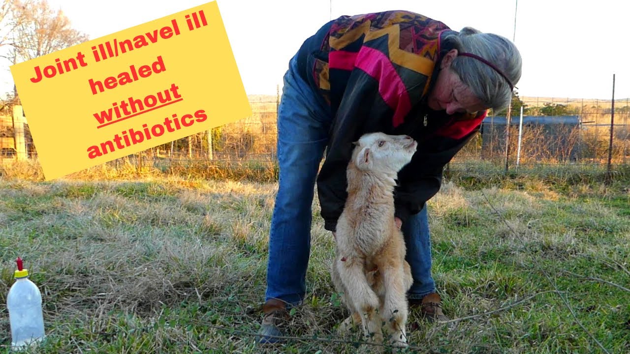 Joint Ill In Baby Goat Healing Without Antibiotics YouTube what-do-you-need-for-an-operators-licence-ntp-online-learning