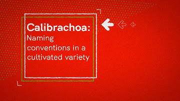 Calibrachoa: Exploring the naming conventions in a cultivated variety