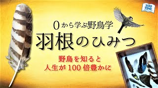 【0から学ぶ野鳥学③】羽根のひみつ  ～野鳥たちの驚愕の生き残り戦略～ @ZOOTIMEch ​