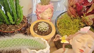 :   #top #plants #nature #flowers # #diy #garden #