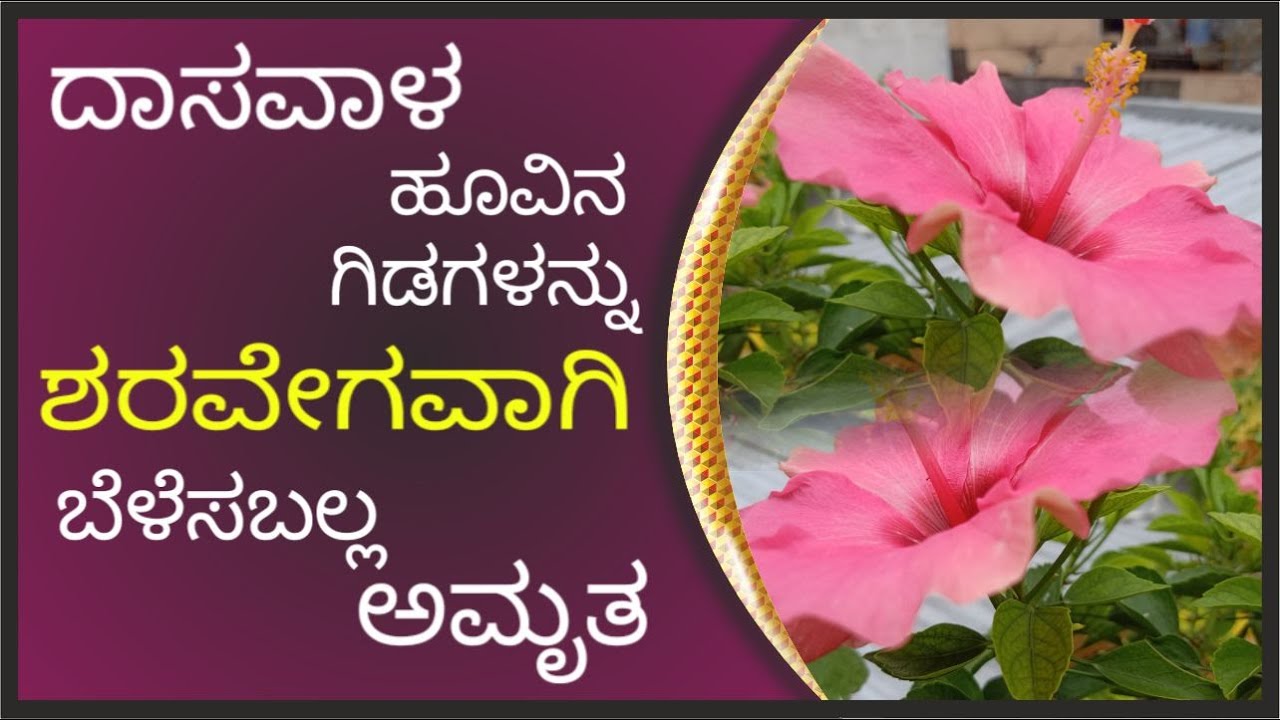 ದಾಸವಾಳ ಹೂವಿನ ಗಿಡಗಳನ್ನ ಶರವೇಗವಾಗಿ ಬೆಳೆಸಬಲ್ಲ ಅಮೃತ#marysmanegarden  #hibiscus #organic #gardener