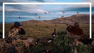 Paradise Ducks and Honkers in New Zealand! Full Day of Hunting!