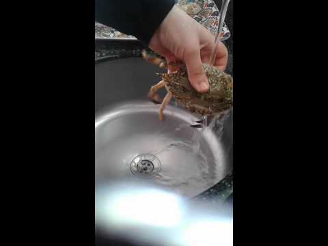 فيديو: هل تحتاج إلى تنظيف سرطان البحر قبل الطهي؟