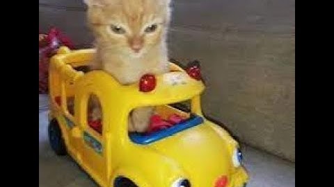 Most scuffed silly Csgo kitty edit ever!