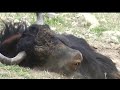 Deadly  wild yak fight  fighting for dominance   hyaktham     war of himalayan monsters