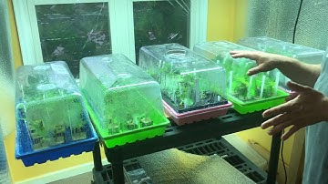 Rooting Fig Tip Cuttings Part 2!