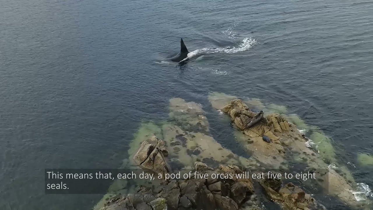 Orca in Shetland and Orkney