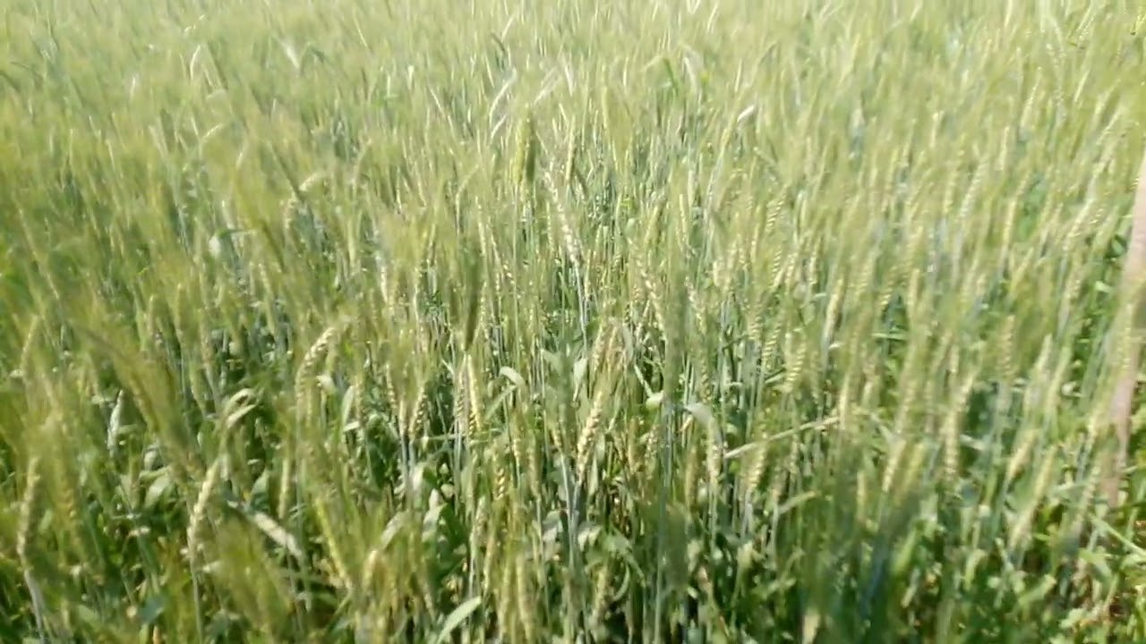 গম চাষ : ভালো ফলন পেতে কখন, কিভাবে চাষ করবেন 