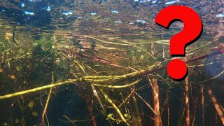 What To Do If You See This When Bass Fishing? screenshot 3