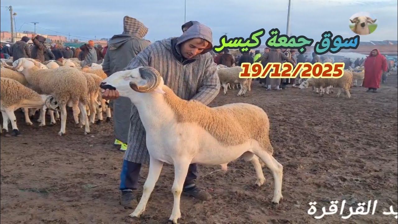 #مباشرة من #سوق #جمعة_كيسر 19/12/2025 مع ثمن 🐏🐑🇲🇦