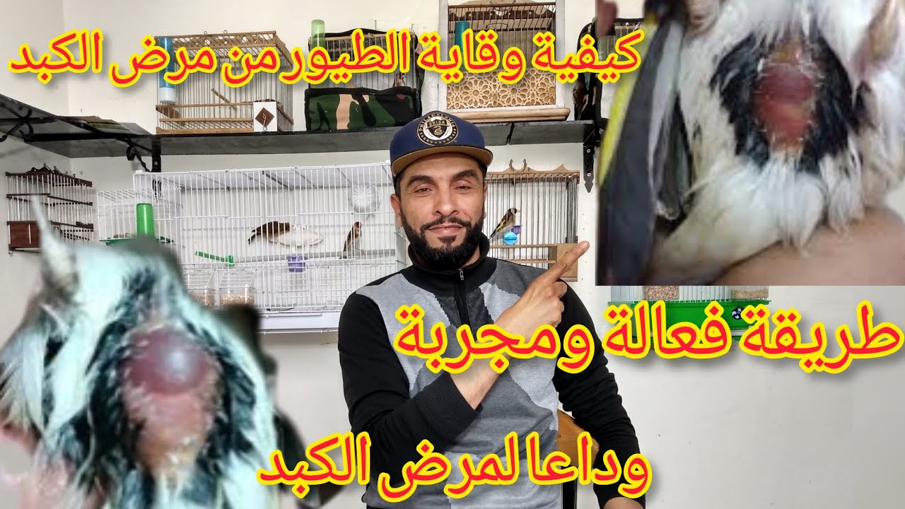 طريقة فعالة لوقاية الطيور من مرض الكبد,نزولا عند طلب المشاهدين نقول معا ودعا لمرض الكبد بإذن الله.