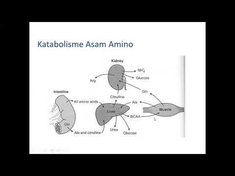 Video: Pelabelan Asid Amino Bukan Kanonik Dalam Proteomik Dan Bioteknologi