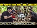 INDUK KING COBRA MARAH SAAT TELURNYA PANJI PEGANG | MONITORING GARAGA PART 4