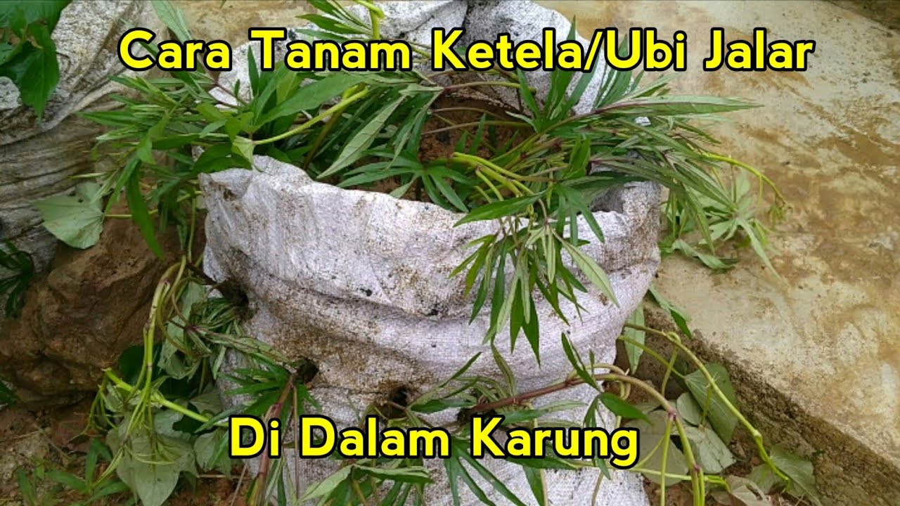 Cara tanam ketela/ubi jalar di dalam karung - YouTube