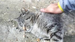 丸太で遊ぶ野良猫を発見、近づいてナデナデを試みる