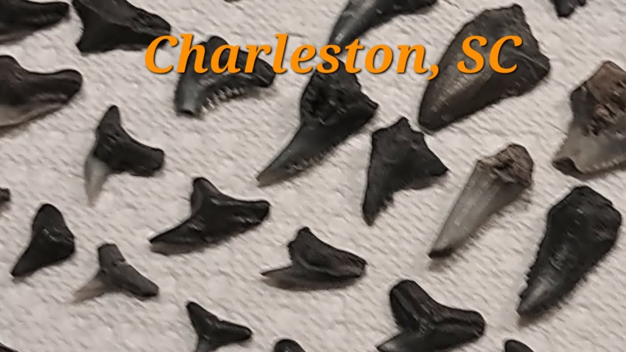 Amazing Shark Teeth: Morris Island,  South Carolina 