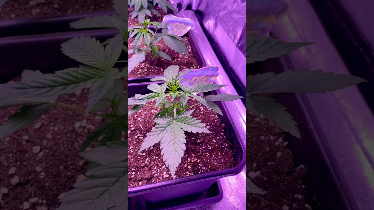 Skywalker OG Auto – Woche 2 Update 🌱 | Stärker als erwartet?