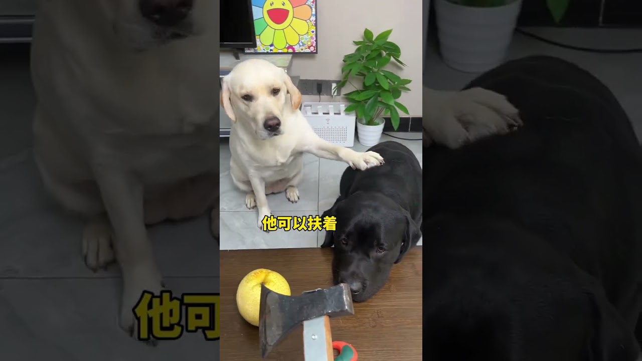 Dog: Did you mistake my head for a pear? The dog’s thoughts are written on its face. When ⚡ P89