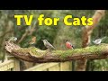 Cat TV Videos ~ Birds for Cats to Watch Delight ⭐ 8 HOURS ⭐