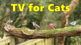 Cat TV Videos ~ Birds for Cats to Watch Delight ⭐ 8 HOURS ⭐