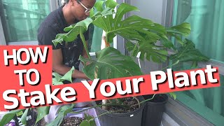How to stake your plant for a perfect Monstera
