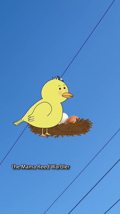 Saved a Nest #lifehacks