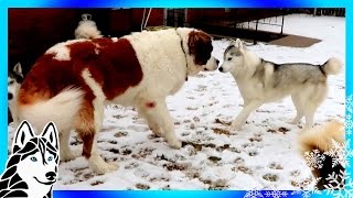ST BERNARD AND SIBERIAN HUSKY PLAY TIME