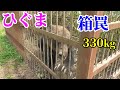 箱罠で捕獲したひぐまの体重は330kgだった!