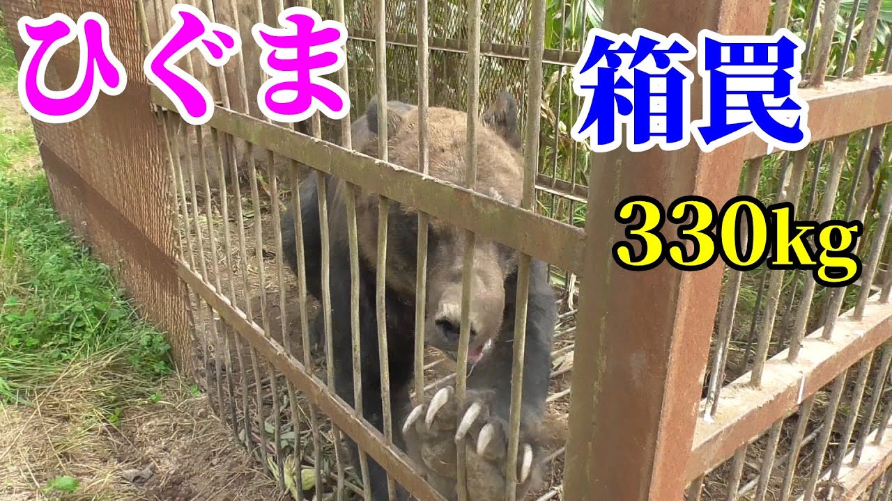 The brown bear caught in a box trap weighed 330 kg! - YouTube
