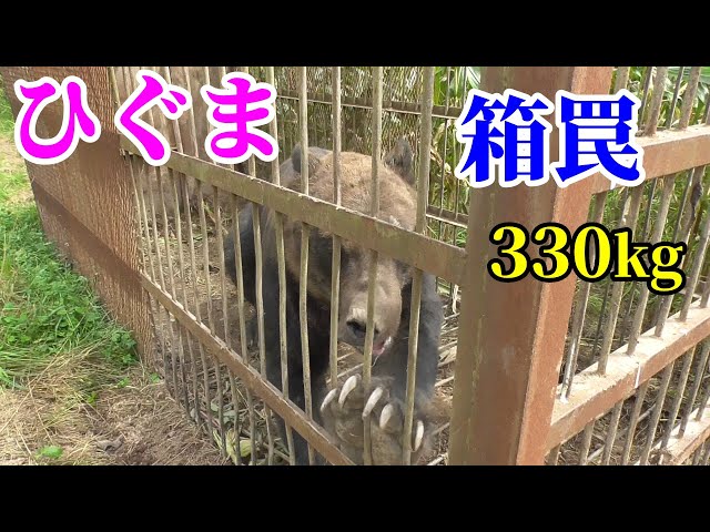 箱罠 熊本県 芦北町 The brown bear caught in a box trap weighed 330 kg! - YouTube