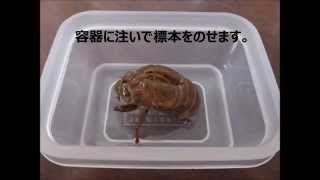 樹脂包埋標本を作る Youtube 樹脂包埋標本を作る Youtube